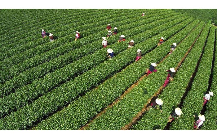 关于西湖龙井茶起源的若干问题（上）