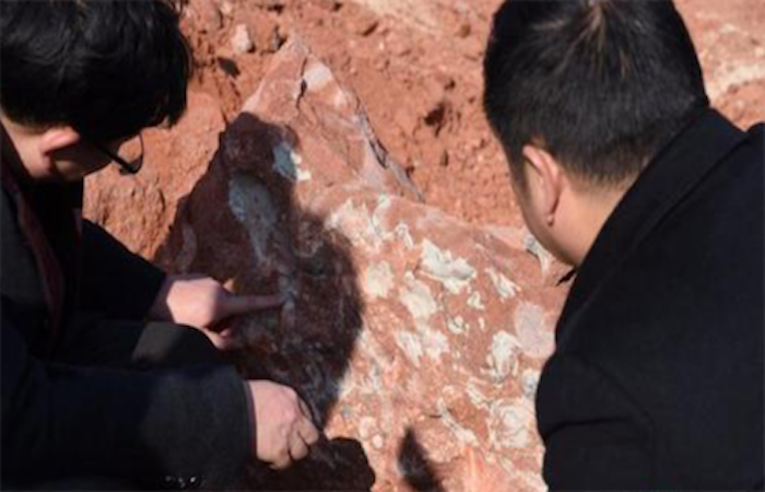 江西一工地发现20多枚距今约1.3亿年的恐龙蛋化石