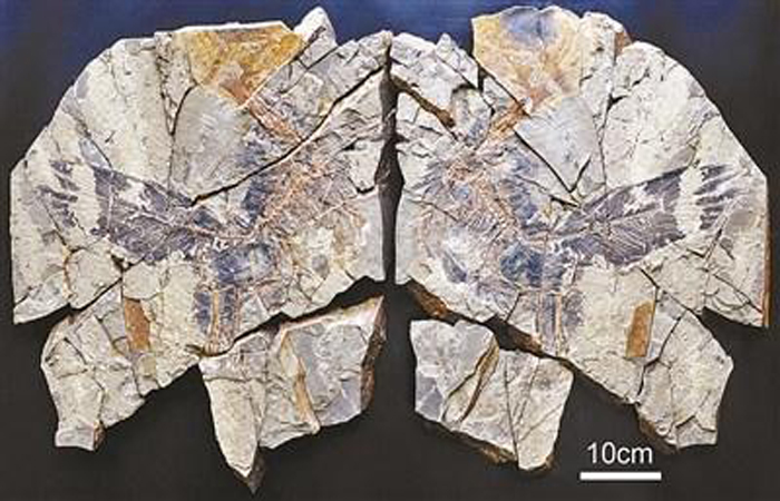 揭开1.6亿年前彩虹龙化石秘密 其拥有不对称飞羽