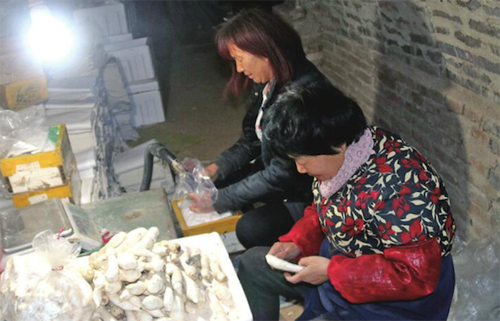 济南有个鸡腿菇特色小镇——钻土洞的他们变身职业农民
