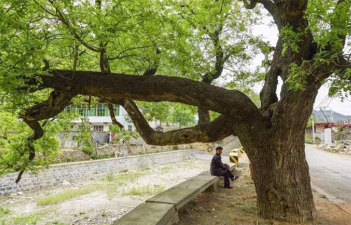 古代园林︱古人眼里的吉祥树