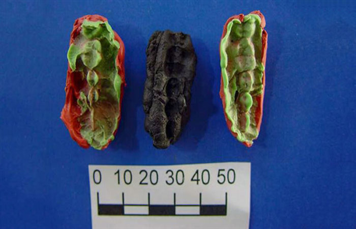 瑞典的焦油状桦树皮沥青保存了清晰的牙印和DNA