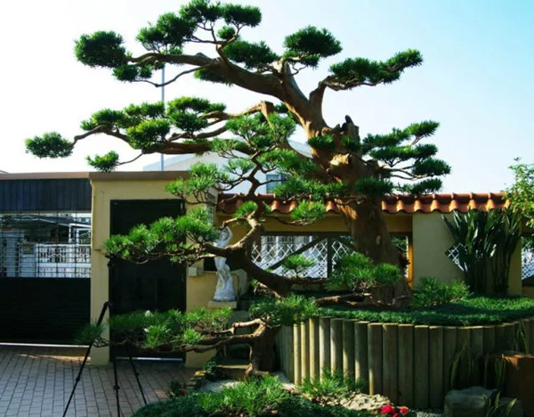 中式庭院常用主景树（一）——造型类