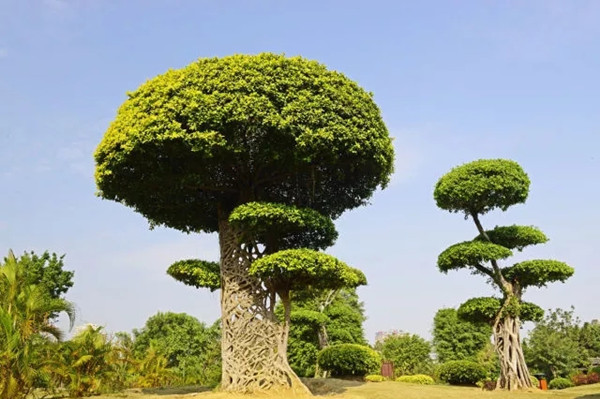 中式庭院常用主景树（一）——造型类