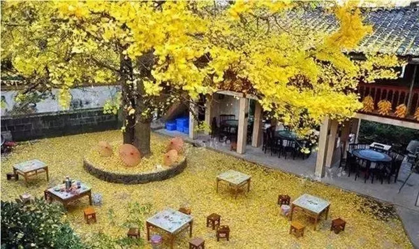 中式庭院常用主景树（二）——观花赏叶型