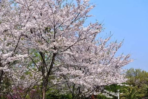 中式庭院常用主景树（二）——观花赏叶型