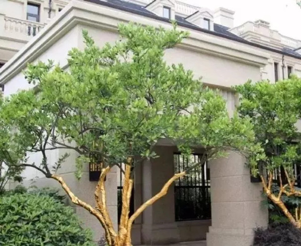中式庭院常用主景树（三）——观花品果型