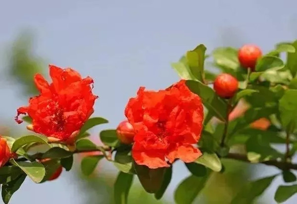 中式庭院常用主景树（三）——观花品果型