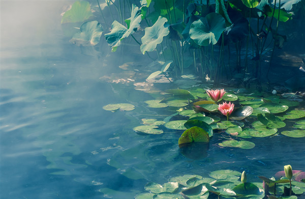 罗列中式庭院中常见的五类水景元素