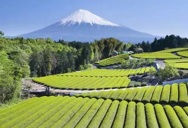 日本精致农业