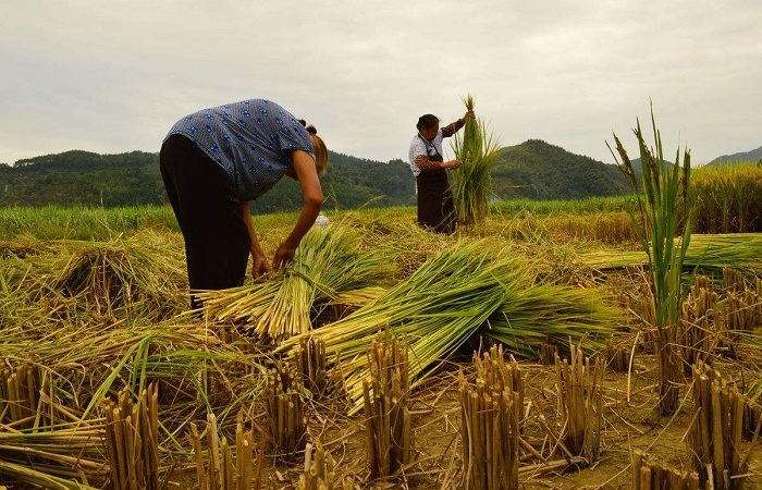 农博馆里“云话”稻作起源与农耕文化