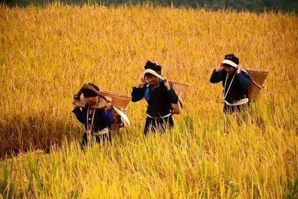 稻作文化